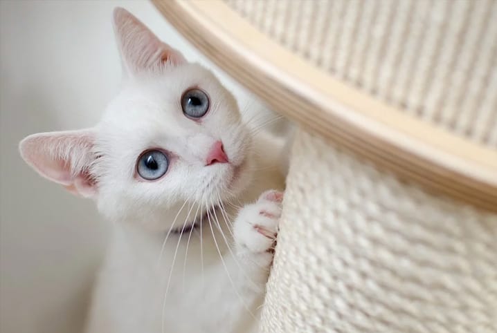 No momento, você está visualizando Enriquecimento ambiental para gatos: saiba otimizar o ambiente para seu pet!