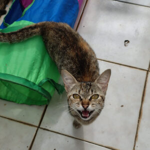 Mãezinha de 5 Filhotes_3